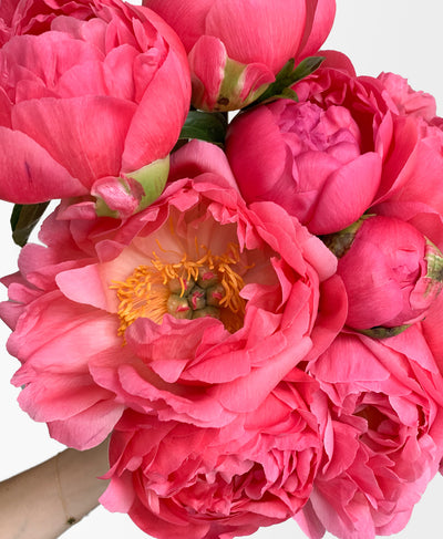Double Coral Chamelon Peonies (20 stems)