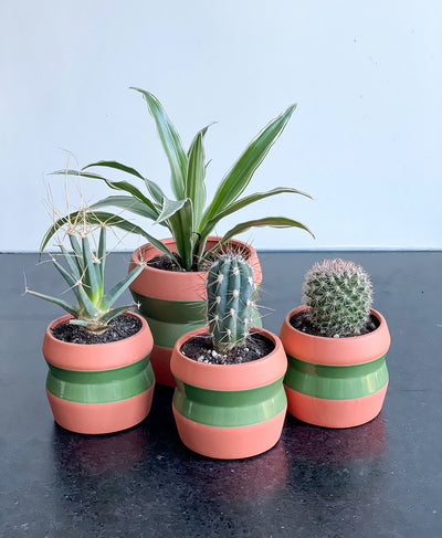 Belize Cactus Duo