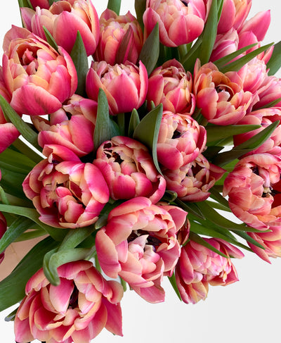 Punchy Pink Double Tulips (30 stems)
