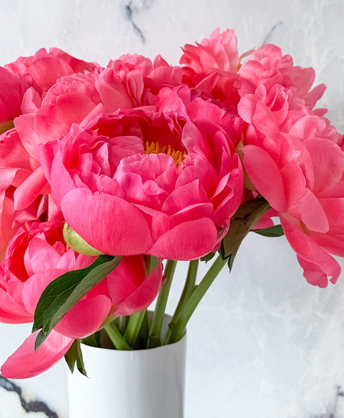 Coral Chameleon Peonies (10 stems)