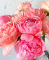 Double Coral Chamelon Peonies (20 stems)