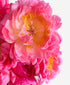 Double Coral Chamelon Peonies (20 stems)