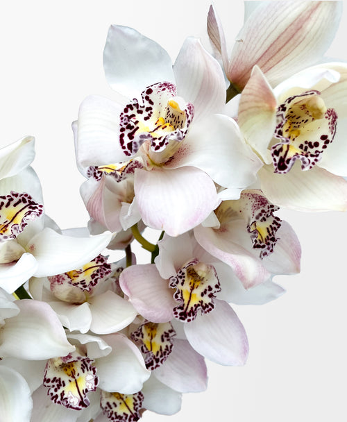 Simply White Cymbidium (3 stalks, 24+ blooms)