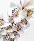 Simply White Cymbidium (3 stalks, 24+ blooms)
