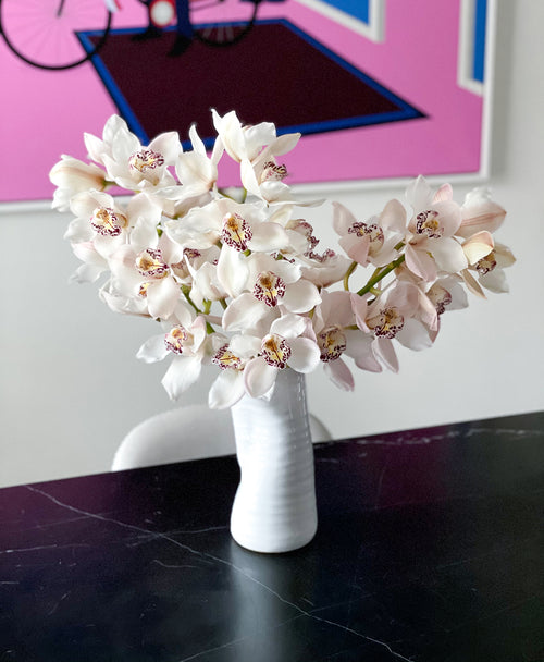 Simply White Cymbidium (3 stalks, 24+ blooms)