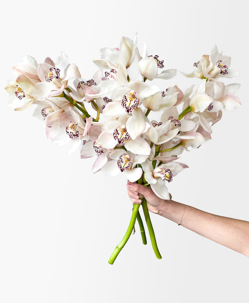Simply White Cymbidium (3 stalks, 24+ blooms)