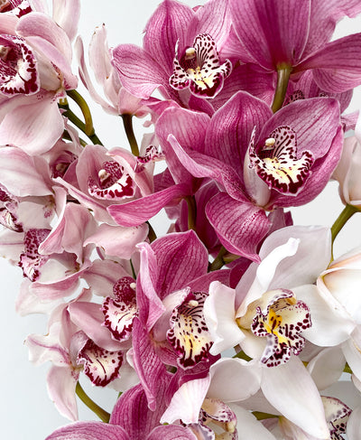 Ombre Cymbidium (3 stalks, 24+ blooms)