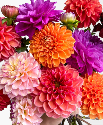 Dahling Dahlias (12 stems)