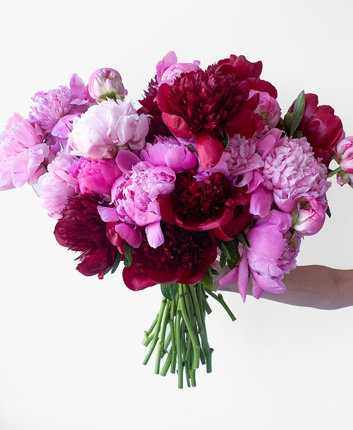 DOUBLE Peo-need 'em! (24 Stems)