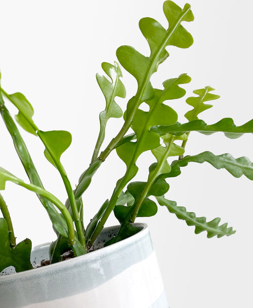 Ric Rac Cactus (Sage planter, with drainage)