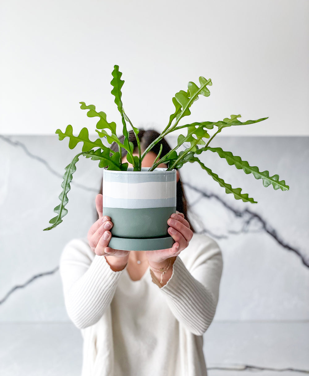 Ric Rac Cactus (Sage planter, with drainage)