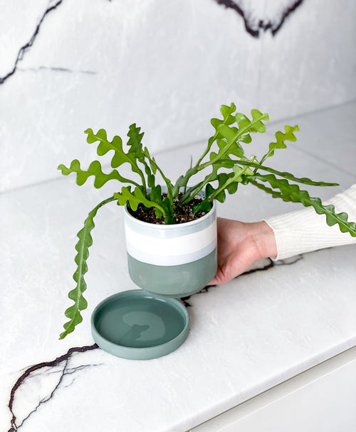 Ric Rac Cactus (Sage planter, with drainage)