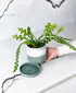 Ric Rac Cactus (Sage planter, with drainage)