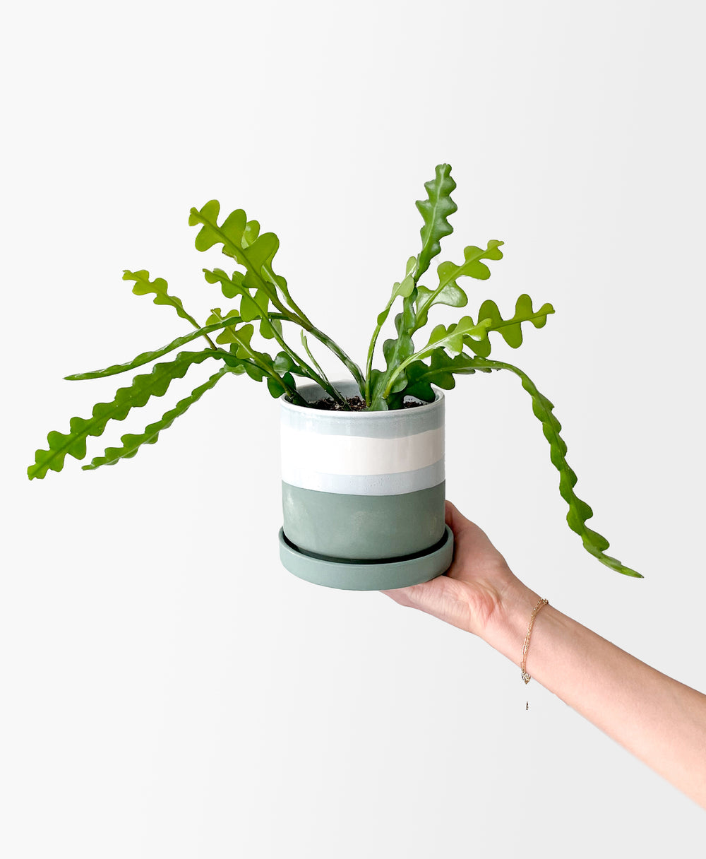 Shop Ric Rac Cactus Indoor Plant with Drainage Tray | Tonic Blooms
