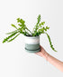 Ric Rac Cactus (Sage planter, with drainage)
