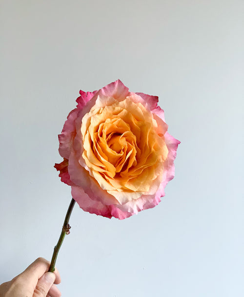 Free Spirit Roses (15 stems)