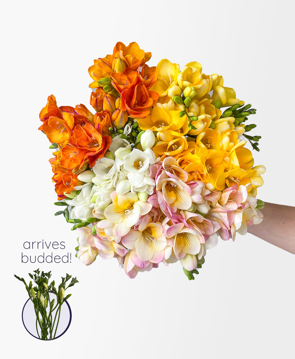 Fantastical Freesia Mix (50 stems, 100+ blooms) - Flower Care