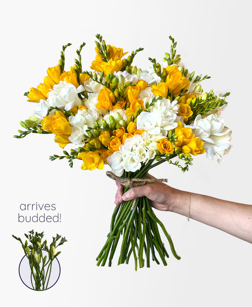 Be a Pineapple Freesia (40 stems, 80+ blooms)