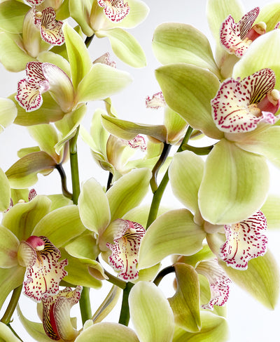 Chartreuse Cymbidium (3 stalks, 24+ blooms)