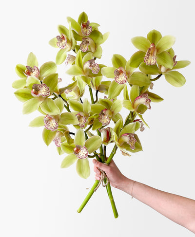 Chartreuse Cymbidium (3 stalks, 24+ blooms)