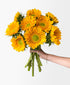 Golden Sunflowers (9 stems)