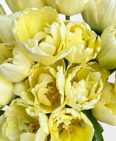 Mellow Yellow Double Tulips (20 stems)