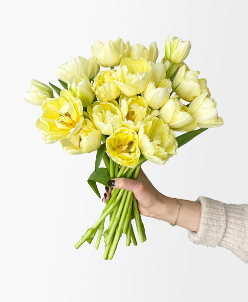 Mellow Yellow Double Tulips (20 stems)