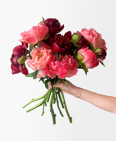 Mulled Wine Peonies (10 Stems)