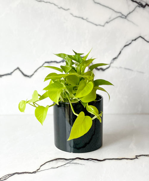 Neon Pothos