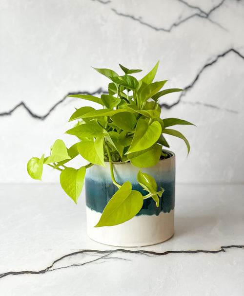 Neon Pothos