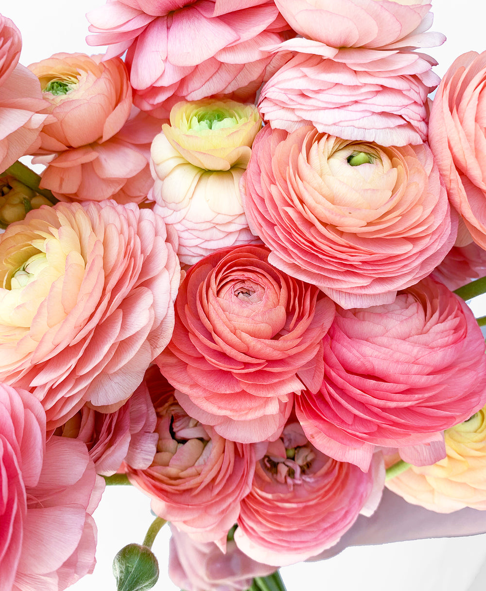 Peach, Please! Ranunculus Fresh Wedding Flowers | Tonic Blooms