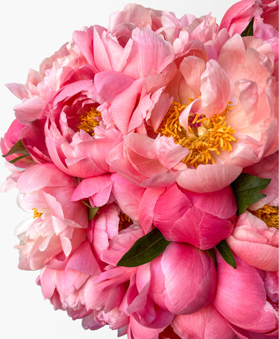 Double Coral Flamingo Peonies (20 stems)