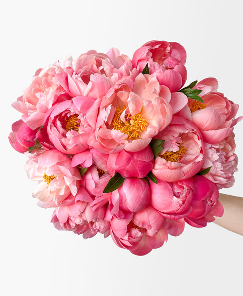 Double Coral Sunset Peonies (20 Stems)
