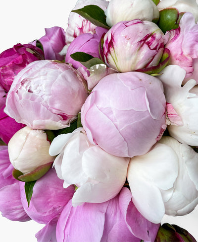 Double Farmer’s Peony Mix (20 Stems)