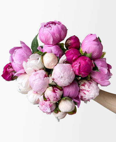 Double Cherry On Top Peonies (20 Stems)