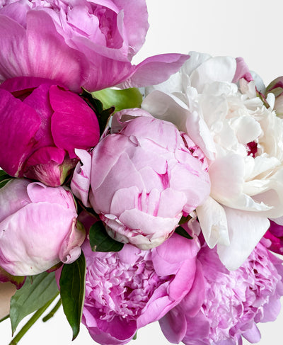 Cherry On Top Peonies (10 Stems)