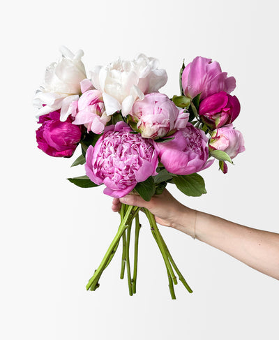 Cherry On Top Peonies (10 Stems)