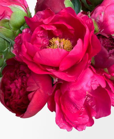 Hot Lips Peonies (10 Stems)