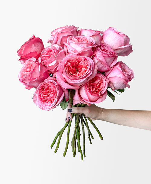 Pink Expression Garden Roses (12 stems)
