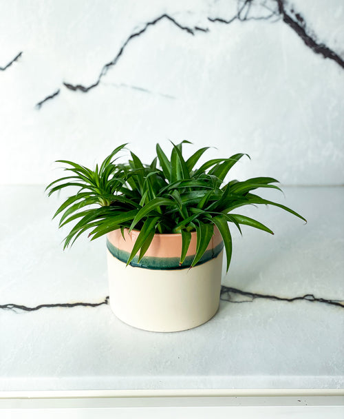 Spider Plant - Green