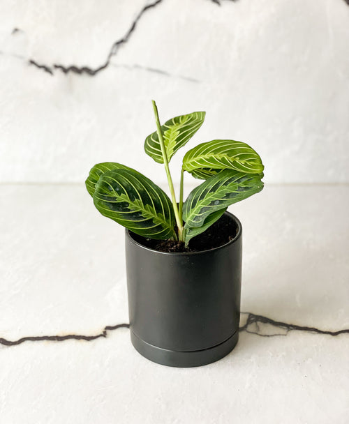 Forest Green Prayer Plant (Matte black planter, with drainage)