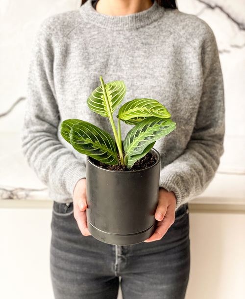 Forest Green Prayer Plant (Matte black planter, with drainage)