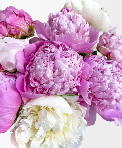 Single Scoop of Peonies (10 Stems)