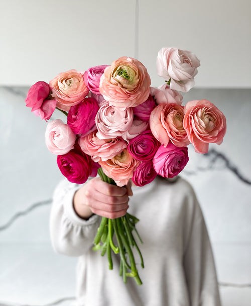 Starburst Ranunculus (22 stems)