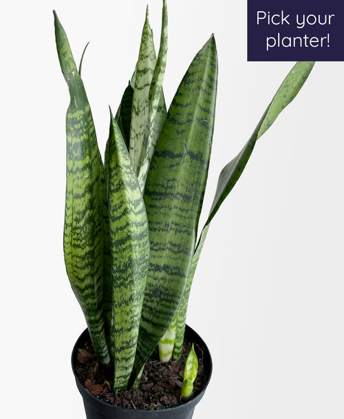 snake plant montreal Snake Plant Zeylanica