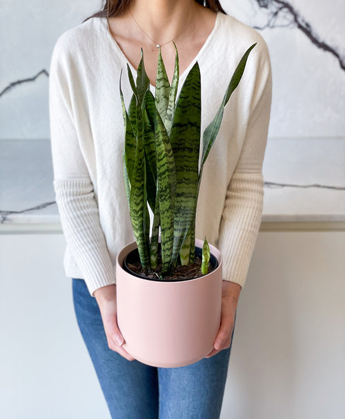 snake plant toronto Snake Plant Zeylanica
