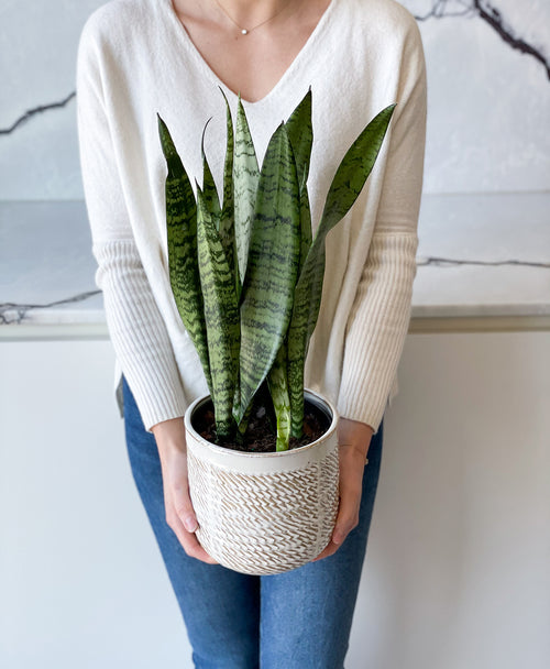 snake plant toronto Snake Plant Zeylanica