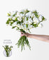 Powder White Freesia (45 stems, 80+ blooms)