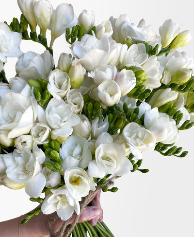 Powder White Freesia (45 stems, 80+ blooms)
