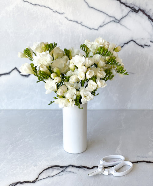 Powder White Freesia (45 stems, 80+ blooms)